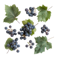 Fresh organic dry grape fruits with green leaves arranged on a transparent background for natural food presentation, Fresh organic dry grape fruits leaves transparent background. fruits leaf png
