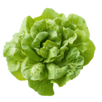 Fresh cos lettuce on a plain transparent background ready for use in salads and culinary dishes, fresh cos lettuce on transparent background png
