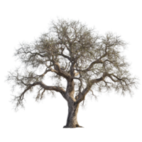 A majestic oak tree stands prominently against a transparent background, showcasing its intricate branches and textured bark, oak tree transparent background big png
