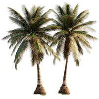 Two isolated coconut trees with lush green fronds standing tall in a tropical environment on a transparent background, coconut trees isolated on transparent background. Realistic 3D render png