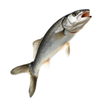 real pescado saltando alegremente terminado un transparente antecedentes exhibiendo sus dinámica movimiento y natural belleza, saltando real pescado aislado en transparente antecedentes png