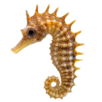 Detailed view of a vibrant seahorse isolated with a transparent background showcasing its distinct features and colors, Seahorse isolated on transparent background png
