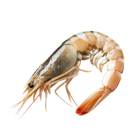 Fresh shrimp on a transparent background, highlighting its details and natural color, perfect for culinary presentations, Fresh shrimp on a transparent background png