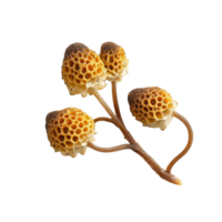 Exploring the unique structure of Tinospora crispa against a plain transparent background, Tinospora crispa on transparent background png