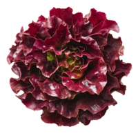 Fresh red lettuce isolated on a clean transparent background for culinary presentations and healthy recipes, red lettuce vegetable isolated on transparent background png