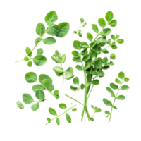 Fresh moringa leaves arranged on a clean transparent background showcasing their vibrant green color and healthy appearance, Moringa herbs on transparent background png