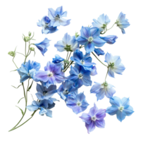 Beautiful delphinium flowers arranged artistically against a background for a serene floral display, delphinium flowers in a floral arrangement isolated on transparent background png