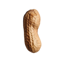A single peanut displayed against a clean transparent background highlighting its natural texture and color, Peanut on transparent background png