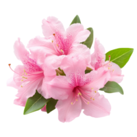 Delicate azalea flowers in soft pink hues with vibrant green leaves on a clean transparent background, Azalea flowers isolated on transparent background cutout png