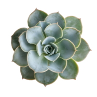 A beautiful succulent plant viewed from above on a clean transparent background showcasing its unique leaf patterns, succulent plant top view transparent background png