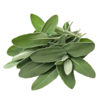 Fresh sage herb bundle isolated on a transparent background for culinary and medicinal uses in cooking and wellness, sage herb isolated transparent background png