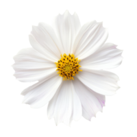 Delicate cosmos flower on a transparent background highlighting its intricate petals and vibrant yellow center, perfect for floral designs, cosmos flower on transparent background png