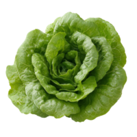 Fresh cos lettuce isolated on a transparent background showcasing its vibrant green color and crisp leaves for culinary use, Cos Lettuce on transparent background png