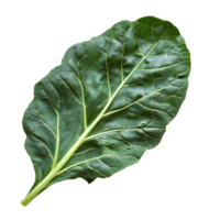 Fresh organic green collards leaf isolated on a transparent background, showcasing its vibrant color and texture, Fresh organic green collards leaf transparent background. Collards leave transparent png