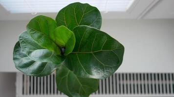 Ficus lyrata in a flowerpot stands on the window photo