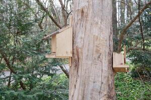 Two feeder birdhouses are hanging on a tree in Potzleinsdorfer Schlosspark in Vienna photo