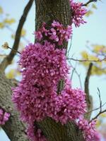 Cercis siliquastrum blossom. Redbud flowered tree. Flowers growing on a trunk. photo
