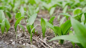The first shoots of wild garlic appear in early spring. The growth of young Ramson wild leek Barlauch in Vienna photo