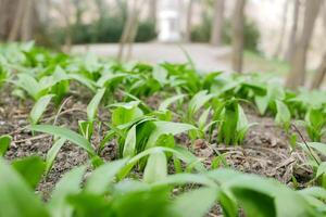 First shoots of wild garlic appear in early spring. The growth of young Ramson wild leek Barlauch in Potzleinsdorfer Schlosspark in Vienna photo