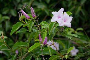 Cryptostegia grandiflora flowers in bloom photo