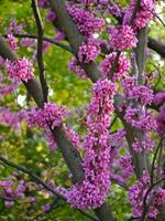 Cercis siliquastrum blossom. Redbud flowered tree. Spring concept photo