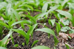 The shoots of wild garlic in early spring. The growth of young Ramson wild leek Barlauch in Potzleinsdorfer Schlosspark in Vienna photo