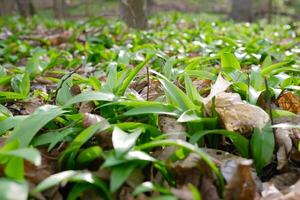 The first shoots of wild garlic in early spring. The growth of young Ramson wild leek Barlauch in Potzleinsdorfer Schlosspark photo