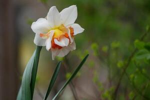 White split corona daffodil narcissus close up. Spring and Easter flower blossom. High quality photo