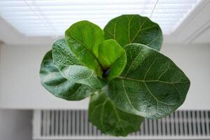 Ficus lyrata in flowerpot stands on the window. View from above photo