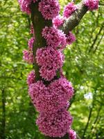 Cercis redbud flowered tree. Flowers growing on a trunk. Spring gardening concept photo
