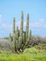 A huge wild cactus grows in Aruba photo