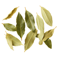 bay leaves isolated on transparent background png