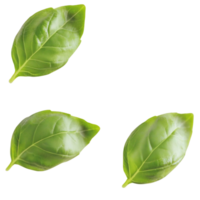 basil leaves, isolated on transparent background. png