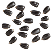 sunflower seeds on transparent background, isolated png