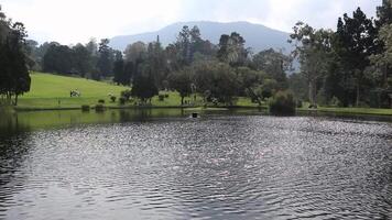 Lake View with Mountain Backdrop and People Relaxing on Lawn video