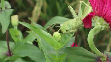 Grasshopper Feeding on Pink Zinnia Flower in Natural Garden Setting video
