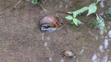 Snail Moving Slowly in Shallow Water With Reflections Closeup View video