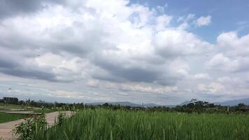 Walking Along Wooden Path in Rice Field with Cloudy Sky Background video