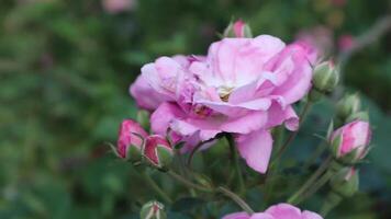 Blooming Pink Rose with Buds in a Garden Setting Natural Light video