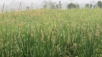 Rice Paddy Field Swaying in the Wind on an Overcast Day video