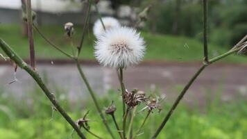 Close-up of Dandelion Seed Head in Green Field Blowing in Wind video