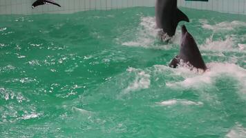 Dolphin Jumping Out of Water Performing in Pool Slow Motion video