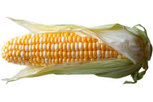 fresh corn on the cob, isolated on transparent background. png