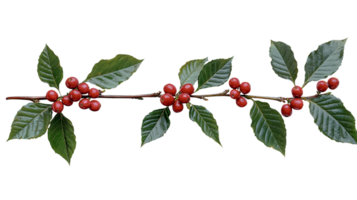 coffee branch with ripe red berries on transparent background png