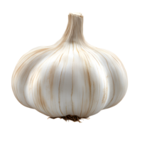 Single Bulb of Fresh Garlic with Root End Visible, Isolated on transparent Background png