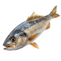 Freshly Caught Corvina Fish, Isolated on transparent Background png