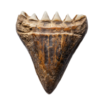 Fossilized Megalodon Shark Tooth - Ancient Relic of Prehistoric Predator png