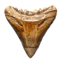 Ancient Megalodon Shark Tooth Fossil - Prehistoric Ocean Predator Relic png