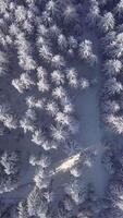 A stunning aerial view of a dense evergreen forest covered in fresh snow, with sunlight casting long shadows on the ground. video