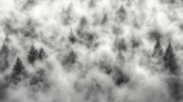 Black and white fog and dust overlay creating a mysterious woodland atmosphere photo